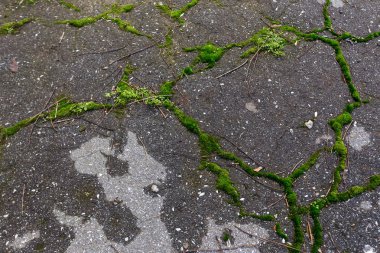 Kötü yol. Kötü asfalt. Asfalt güzel parlak derin çatlaklar Web. Yolda çatlaklar moss ile büyümüş. Yol onarım. Terk edilmesi, harabe, enkaz, kriz yaratıcı arka plan. Yıkık asfalt