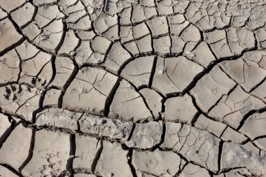 Kuraklık. Kurutulmuş Göl Nehir deniz dibinde. Ölü yengeçler kuraklık kuru. Kuraklığın kırık toprak kuru. Kuraklık, iklim değişikliği, nem olmadan ölüm kavramı. Ekoloji. Felaket. Kırık mistisizm