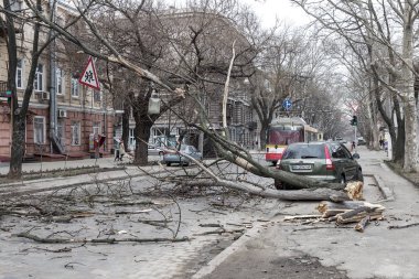 Odessa, Ukrayna - 31 Mart 2018: ağır yağmur ve fırtına winds bir kaza neden - yaşlı bir ağaç arabaya bir fırtına sırasında düştü. Kasırga sonuçları. Ağaç makinelerde düştü ve onlara zarar