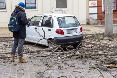 Odessa, Ukrayna - 31 Mart 2018: ağır yağmur ve fırtına winds bir kaza neden - yaşlı bir ağaç arabaya bir fırtına sırasında düştü. Kasırga sonuçları. Ağaç makinelerde düştü ve onlara zarar