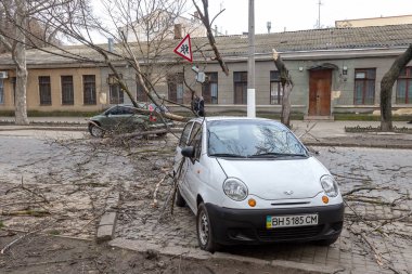 Odessa, Ukrayna - 31 Mart 2018: ağır yağmur ve fırtına winds bir kaza neden - yaşlı bir ağaç arabaya bir fırtına sırasında düştü. Kasırga sonuçları. Ağaç makinelerde düştü ve onlara zarar