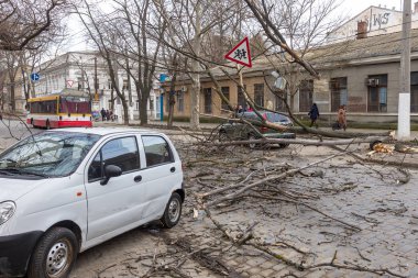 Odessa, Ukrayna - 31 Mart 2018: ağır yağmur ve fırtına winds bir kaza neden - yaşlı bir ağaç arabaya bir fırtına sırasında düştü. Kasırga sonuçları. Ağaç makinelerde düştü ve onlara zarar