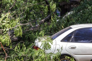 Odessa, Ukrayna - 12 Temmuz 2018: bir kaza - eski bir ağaç düştü bir kasırga sırasında araçların bir satırda neden ağır yağmur ve fırtına rüzgar. Kasırga sonuçları. Ağaç makinelere düştü
