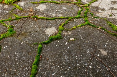 Kötü yol. Kötü asfalt. Asfalt güzel parlak derin çatlaklar Web. Yolda çatlaklar moss ile büyümüş. Yol onarım. Terk edilmesi, harabe, enkaz, kriz yaratıcı arka plan. Yıkık asfalt