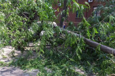 Odessa, Ukrayna - 12 Temmuz 2018: bir kaza - eski bir ağaç düştü bir kasırga sırasında araçların bir satırda neden ağır yağmur ve fırtına rüzgar. Kasırga sonuçları. Ağaç makinelere düştü