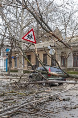 Odessa, Ukrayna - 31 Mart 2018: ağır yağmur ve fırtına winds bir kaza neden - yaşlı bir ağaç arabaya bir fırtına sırasında düştü. Kasırga sonuçları. Ağaç makinelerde düştü ve onlara zarar