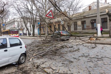 Odessa, Ukrayna - 31 Mart 2018: ağır yağmur ve fırtına winds bir kaza neden - yaşlı bir ağaç arabaya bir fırtına sırasında düştü. Kasırga sonuçları. Ağaç makinelerde düştü ve onlara zarar