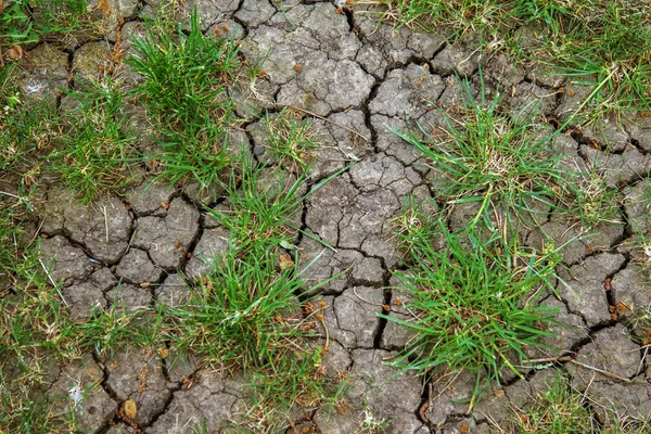 Drought. Dried bottom of lake river sea. Dead crabs dry from drought. Dry fractured soil of drought. Concept of drought, climate change, death without moisture. Ecology. Catastrophe. Mysticism Cracked