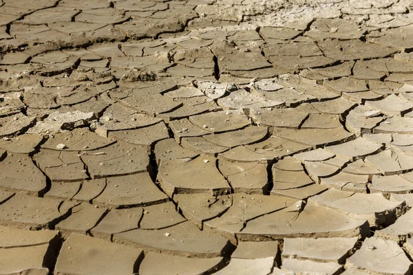 Siccità Fondo Secco Del Lago Fiume Mare Granchi Morti Secchi — Foto Stock