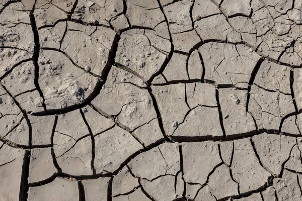 Засуха Сухое Дно Озера Мертвые Крабы Высохли Засухи Сухая Трещина — стоковое фото