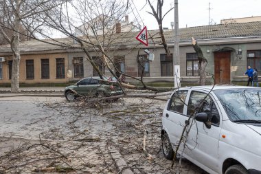 Odessa, Ukrayna - 31 Mart 2018: ağır yağmur ve fırtına winds bir kaza neden - yaşlı bir ağaç arabaya bir fırtına sırasında düştü. Kasırga sonuçları. Ağaç makinelerde düştü ve onlara zarar