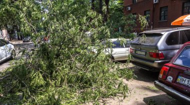 Odessa, Ukrayna - 12 Temmuz 2018: bir kaza - eski bir ağaç düştü bir kasırga sırasında araçların bir satırda neden ağır yağmur ve fırtına rüzgar. Kasırga sonuçları. Ağaç makinelere düştü