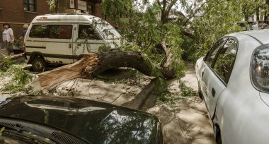 Odessa, Ukrayna - 12 Temmuz 2018: bir kaza - eski bir ağaç düştü bir kasırga sırasında araçların bir satırda neden ağır yağmur ve fırtına rüzgar. Kasırga sonuçları. Ağaç makinelere düştü