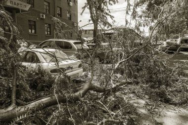 Odessa, Ukrayna - 12 Temmuz 2018: bir kaza - eski bir ağaç düştü bir kasırga sırasında araçların bir satırda neden ağır yağmur ve fırtına rüzgar. Kasırga sonuçları. Ağaç makinelere düştü