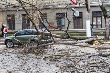 Odessa, Ukrayna - 31 Mart 2018: ağır yağmur ve fırtına winds bir kaza neden - yaşlı bir ağaç arabaya bir fırtına sırasında düştü. Kasırga sonuçları. Ağaç makinelerde düştü ve onlara zarar