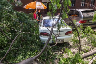 Odessa, Ukrayna - 12 Temmuz 2018: bir kaza - eski bir ağaç düştü bir kasırga sırasında araçların bir satırda neden ağır yağmur ve fırtına rüzgar. Kasırga sonuçları. Ağaç makinelere düştü