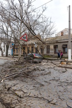 Odessa, Ukrayna - 31 Mart 2018: ağır yağmur ve fırtına winds bir kaza neden - yaşlı bir ağaç arabaya bir fırtına sırasında düştü. Kasırga sonuçları. Ağaç makinelerde düştü ve onlara zarar