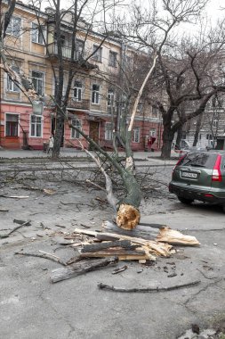 Odessa, Ukrayna - 31 Mart 2018: ağır yağmur ve fırtına winds bir kaza neden - yaşlı bir ağaç arabaya bir fırtına sırasında düştü. Kasırga sonuçları. Ağaç makinelerde düştü ve onlara zarar
