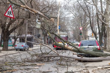 Odessa, Ukrayna - 31 Mart 2018: ağır yağmur ve fırtına winds bir kaza neden - yaşlı bir ağaç arabaya bir fırtına sırasında düştü. Kasırga sonuçları. Ağaç makinelerde düştü ve onlara zarar
