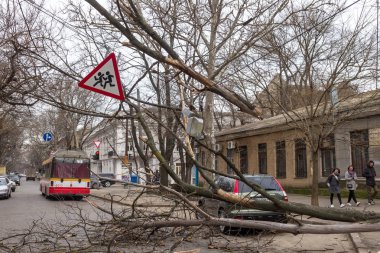 Odessa, Ukrayna - 31 Mart 2018: ağır yağmur ve fırtına winds bir kaza neden - yaşlı bir ağaç arabaya bir fırtına sırasında düştü. Kasırga sonuçları. Ağaç makinelerde düştü ve onlara zarar