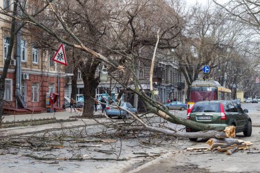 Odessa, Ukrayna - 31 Mart 2018: ağır yağmur ve fırtına winds bir kaza neden - yaşlı bir ağaç arabaya bir fırtına sırasında düştü. Kasırga sonuçları. Ağaç makinelerde düştü ve onlara zarar