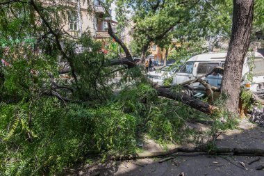 Odessa, Ukrayna - 12 Temmuz 2018: bir kaza - eski bir ağaç düştü bir kasırga sırasında araçların bir satırda neden ağır yağmur ve fırtına rüzgar. Kasırga sonuçları. Ağaç makinelere düştü
