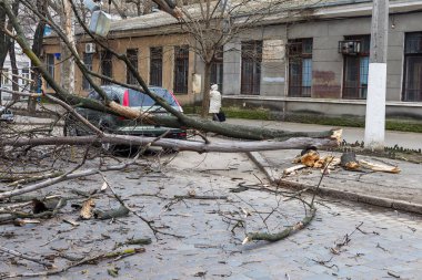 Odessa, Ukrayna - 31 Mart 2018: ağır yağmur ve fırtına winds bir kaza neden - yaşlı bir ağaç arabaya bir fırtına sırasında düştü. Kasırga sonuçları. Ağaç makinelerde düştü ve onlara zarar
