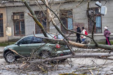 Odessa, Ukrayna - 31 Mart 2018: ağır yağmur ve fırtına winds bir kaza neden - yaşlı bir ağaç arabaya bir fırtına sırasında düştü. Kasırga sonuçları. Ağaç makinelerde düştü ve onlara zarar
