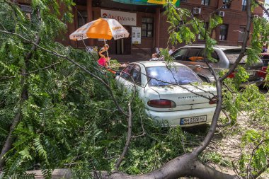 Odessa, Ukrayna - 12 Temmuz 2018: bir kaza - eski bir ağaç düştü bir kasırga sırasında araçların bir satırda neden ağır yağmur ve fırtına rüzgar. Kasırga sonuçları. Ağaç makinelere düştü