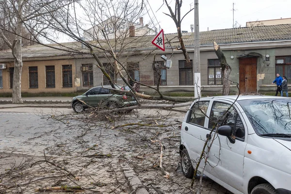 Odessa, Ukrayna - 31 Mart 2018: ağır yağmur ve fırtına winds bir kaza neden - yaşlı bir ağaç arabaya bir fırtına sırasında düştü. Kasırga sonuçları. Ağaç makinelerde düştü ve onlara zarar