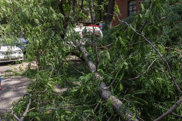 Odessa, Ukrayna - 12 Temmuz 2018: bir kaza - eski bir ağaç düştü bir kasırga sırasında araçların bir satırda neden ağır yağmur ve fırtına rüzgar. Kasırga sonuçları. Ağaç makinelere düştü