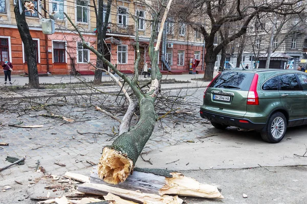 Odessa, Ukrayna - 31 Mart 2018: ağır yağmur ve fırtına winds bir kaza neden - yaşlı bir ağaç arabaya bir fırtına sırasında düştü. Kasırga sonuçları. Ağaç makinelerde düştü ve onlara zarar
