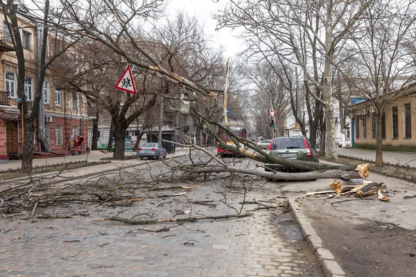 Odessa, Ukrayna - 31 Mart 2018: ağır yağmur ve fırtına winds bir kaza neden - yaşlı bir ağaç arabaya bir fırtına sırasında düştü. Kasırga sonuçları. Ağaç makinelerde düştü ve onlara zarar