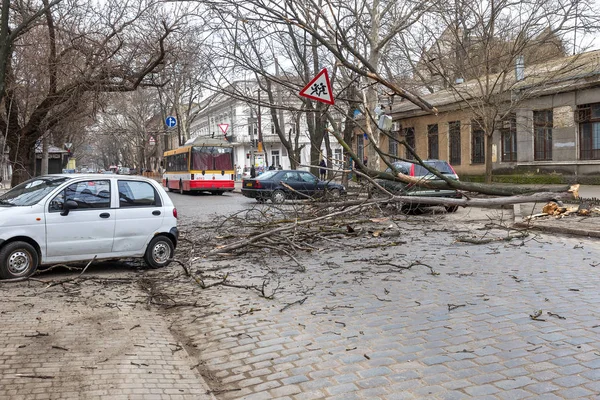 乌克兰奥德萨 大雨和暴风造成事故 一棵老树在暴风雨中倒在车上 飓风的后果 树倒在机器上 损坏了机器 — 图库照片
