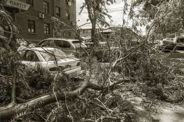 Odessa, Ukrayna - 12 Temmuz 2018: bir kaza - eski bir ağaç düştü bir kasırga sırasında araçların bir satırda neden ağır yağmur ve fırtına rüzgar. Kasırga sonuçları. Ağaç makinelere düştü