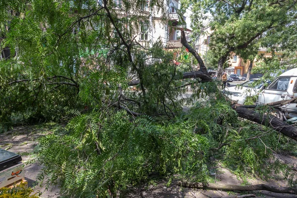 Odessa, Ukrayna - 12 Temmuz 2018: bir kaza - eski bir ağaç düştü bir kasırga sırasında araçların bir satırda neden ağır yağmur ve fırtına rüzgar. Kasırga sonuçları. Ağaç makinelere düştü