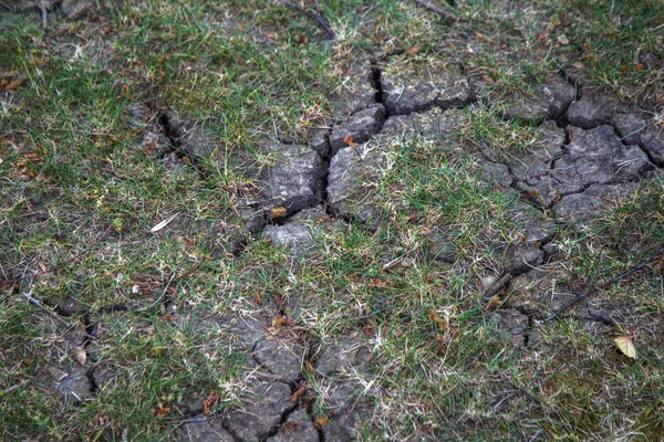 Sécheresse Fond Asséché Lac Rivière Mer Les Crabes Morts Sont — Photo