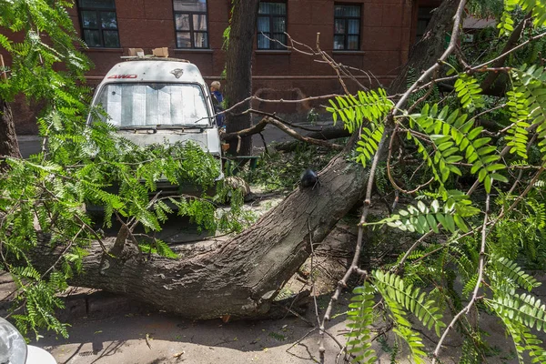 Odessa, Ukrayna - 12 Temmuz 2018: bir kaza - eski bir ağaç düştü bir kasırga sırasında araçların bir satırda neden ağır yağmur ve fırtına rüzgar. Kasırga sonuçları. Ağaç makinelere düştü