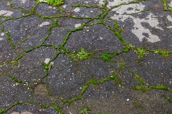 糟糕的路 沥青坏了网的美丽明亮的深裂缝在沥青 裂缝中的道路布满青苔 道路修理 创意背景的遗弃 废沥青 — 图库照片