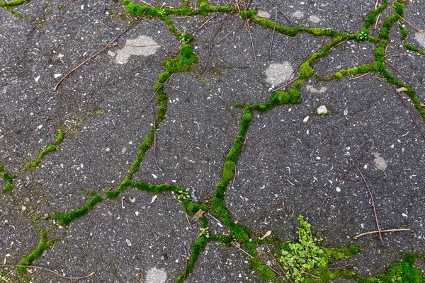 Bad Road Bad Asphalt Web Beautiful Bright Deep Cracks Asphalt — Stock Photo, Image