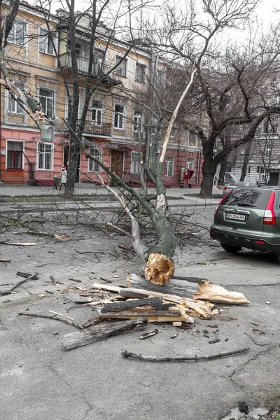 オデッサ ウクライナ 2018 事故を起こした強風雨と嵐 古い木が嵐の中車に落ちた ハリケーンの結果 木のマシンに落ち それらを損傷しました — ストック写真