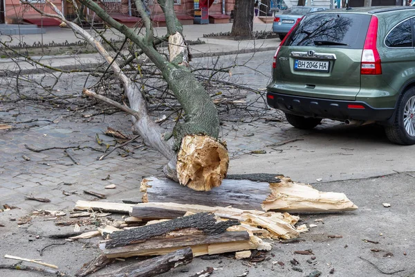 Odessa, Ukrayna - 31 Mart 2018: ağır yağmur ve fırtına winds bir kaza neden - yaşlı bir ağaç arabaya bir fırtına sırasında düştü. Kasırga sonuçları. Ağaç makinelerde düştü ve onlara zarar