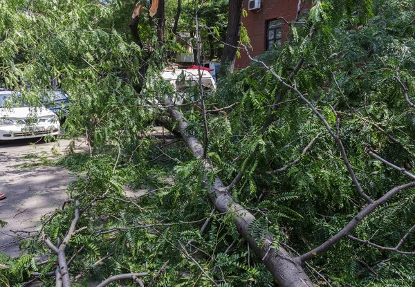 Odessa, Ukrayna - 12 Temmuz 2018: bir kaza - eski bir ağaç düştü bir kasırga sırasında araçların bir satırda neden ağır yağmur ve fırtına rüzgar. Kasırga sonuçları. Ağaç makinelere düştü