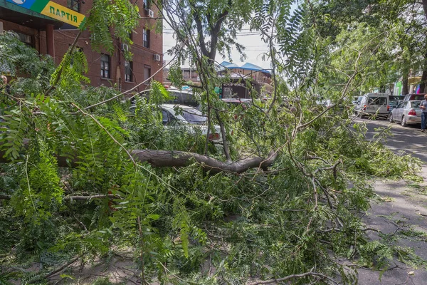 Odessa, Ukrayna - 12 Temmuz 2018: bir kaza - eski bir ağaç düştü bir kasırga sırasında araçların bir satırda neden ağır yağmur ve fırtına rüzgar. Kasırga sonuçları. Ağaç makinelere düştü