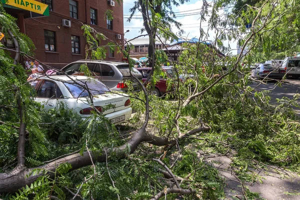 Odessa, Ukrayna - 12 Temmuz 2018: bir kaza - eski bir ağaç düştü bir kasırga sırasında araçların bir satırda neden ağır yağmur ve fırtına rüzgar. Kasırga sonuçları. Ağaç makinelere düştü