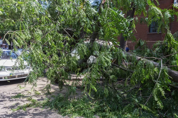 Odessa, Ukrayna - 12 Temmuz 2018: bir kaza - eski bir ağaç düştü bir kasırga sırasında araçların bir satırda neden ağır yağmur ve fırtına rüzgar. Kasırga sonuçları. Ağaç makinelere düştü