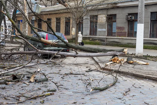 Odessa, Ukrayna - 31 Mart 2018: ağır yağmur ve fırtına winds bir kaza neden - yaşlı bir ağaç arabaya bir fırtına sırasında düştü. Kasırga sonuçları. Ağaç makinelerde düştü ve onlara zarar