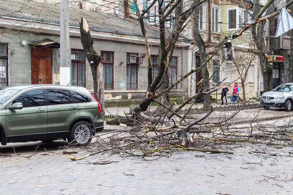 Odessa, Ukrayna - 31 Mart 2018: ağır yağmur ve fırtına winds bir kaza neden - yaşlı bir ağaç arabaya bir fırtına sırasında düştü. Kasırga sonuçları. Ağaç makinelerde düştü ve onlara zarar