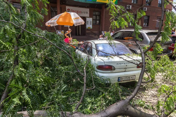 Odessa, Ukrayna - 12 Temmuz 2018: bir kaza - eski bir ağaç düştü bir kasırga sırasında araçların bir satırda neden ağır yağmur ve fırtına rüzgar. Kasırga sonuçları. Ağaç makinelere düştü
