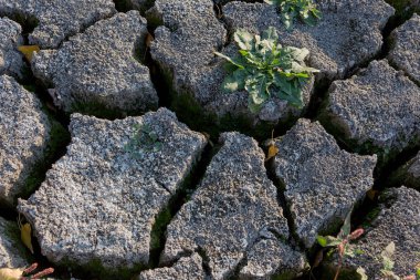 Kötü arazi. Kırık arka plan kuru. Çatlaklar. Çatlaklar topraktır. Azaltılmış doku. Kuraklık ortamında. Kurak bitki yaşam için mücadele. Kuru zeminde büyüyen bitki. Arazi kırsal alanlarda çatlaklar